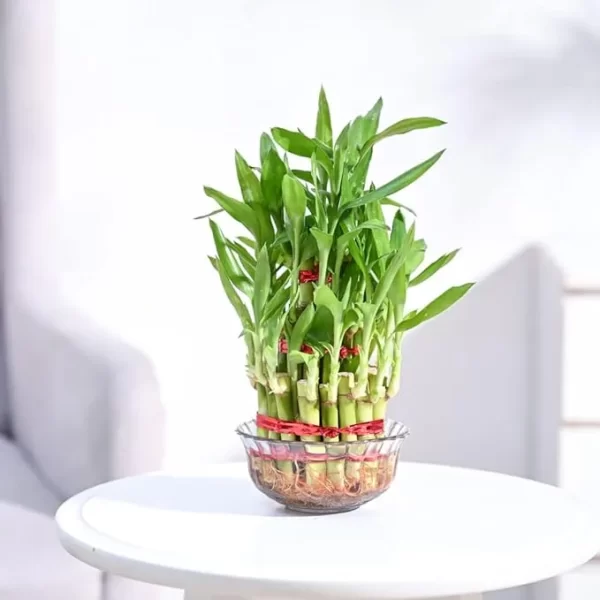 Lucky Bamboo 3 Layer Feng Shui Plant