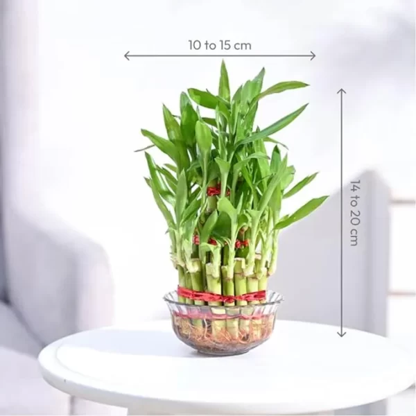 Lucky Bamboo 3 Layer Feng Shui Plant