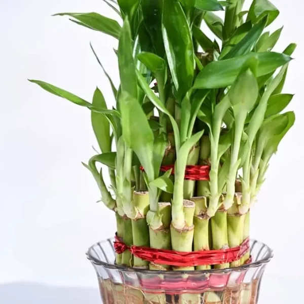 Lucky Bamboo 3 Layer Feng Shui Plant