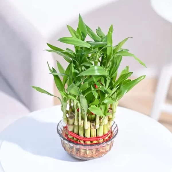 Lucky Bamboo 3 Layer Feng Shui Plant