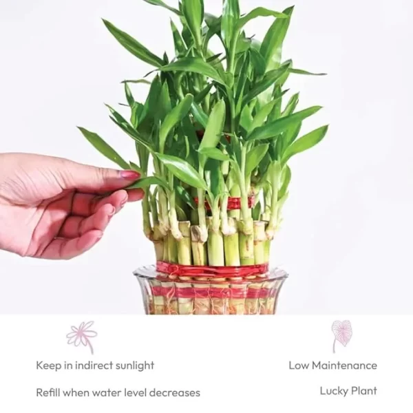 Lucky Bamboo 3 Layer Feng Shui Plant